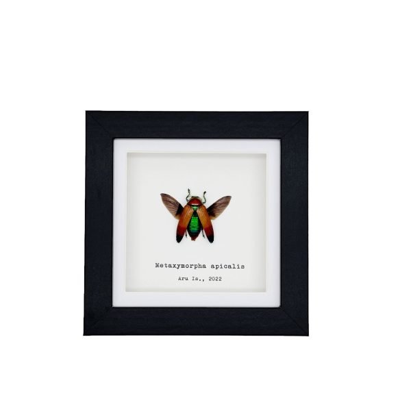 Magnificent Jewel Beetle (Metaxymorpha apicalis) Framed Specimen - TaxidermyArtistry Magnificent Jewel Beetle (Metaxymorpha apicalis) Framed Specimen - TaxidermyArtistry