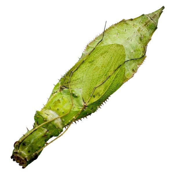 Malaysian Jungle Nymph Heteropteryx dilatata (F) - TaxidermyArtistry