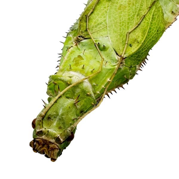 Malaysian Jungle Nymph Heteropteryx dilatata (F) - TaxidermyArtistry