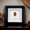 Man Faced Hitler Stink Bug Frame (Catacanthus incarnata) - TaxidermyArtistry Man Faced Hitler Stink Bug Frame (Catacanthus incarnata) - TaxidermyArtistry