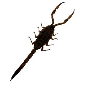 Manchurian scorpion, Golden Chinese Scorpion (Mesobuthus martensii) - TaxidermyArtistry