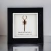 Manchurian scorpion (Mesobuthus martensii) Framed Specimen - TaxidermyArtistry Manchurian scorpion (Mesobuthus martensii) Framed Specimen - TaxidermyArtistry