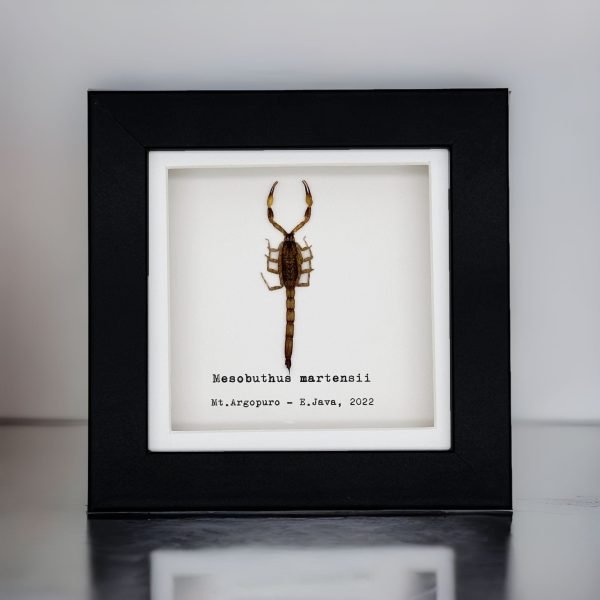 Manchurian scorpion (Mesobuthus martensii) Framed Specimen - TaxidermyArtistry Manchurian scorpion (Mesobuthus martensii) Framed Specimen - TaxidermyArtistry