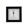 Manchurian scorpion (Mesobuthus martensii) Framed Specimen - TaxidermyArtistry Manchurian scorpion (Mesobuthus martensii) Framed Specimen - TaxidermyArtistry