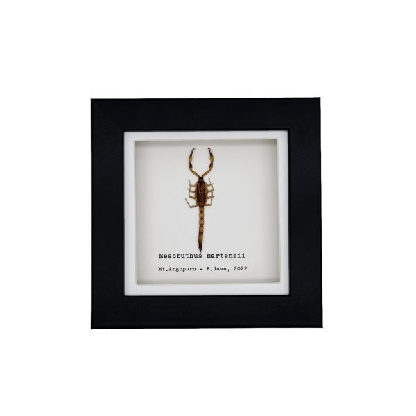 Manchurian scorpion (Mesobuthus martensii) Framed Specimen - TaxidermyArtistry Manchurian scorpion (Mesobuthus martensii) Framed Specimen - TaxidermyArtistry
