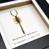 Manchurian scorpion (Mesobuthus martensii) Framed Specimen - TaxidermyArtistry Manchurian scorpion (Mesobuthus martensii) Framed Specimen - TaxidermyArtistry
