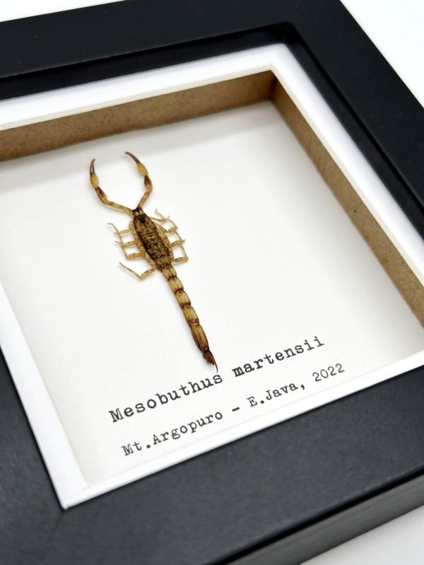 Manchurian scorpion (Mesobuthus martensii) Framed Specimen - TaxidermyArtistry Manchurian scorpion (Mesobuthus martensii) Framed Specimen - TaxidermyArtistry