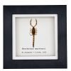 Manchurian scorpion (Mesobuthus martensii) Framed Specimen - TaxidermyArtistry Manchurian scorpion (Mesobuthus martensii) Framed Specimen - TaxidermyArtistry