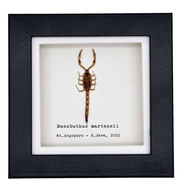 Manchurian scorpion (Mesobuthus martensii) Framed Specimen - TaxidermyArtistry Manchurian scorpion (Mesobuthus martensii) Framed Specimen - TaxidermyArtistry