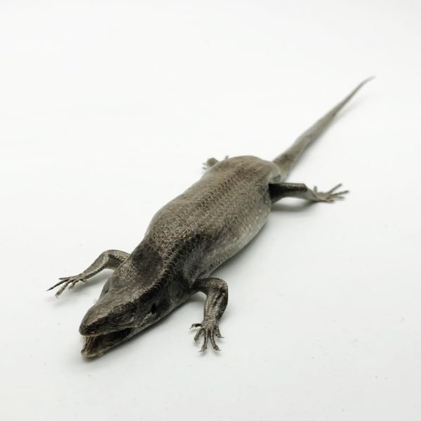 Many-striped Skink Eutropis multifasciata - TaxidermyArtistry Many-striped Skink Eutropis multifasciata - TaxidermyArtistry