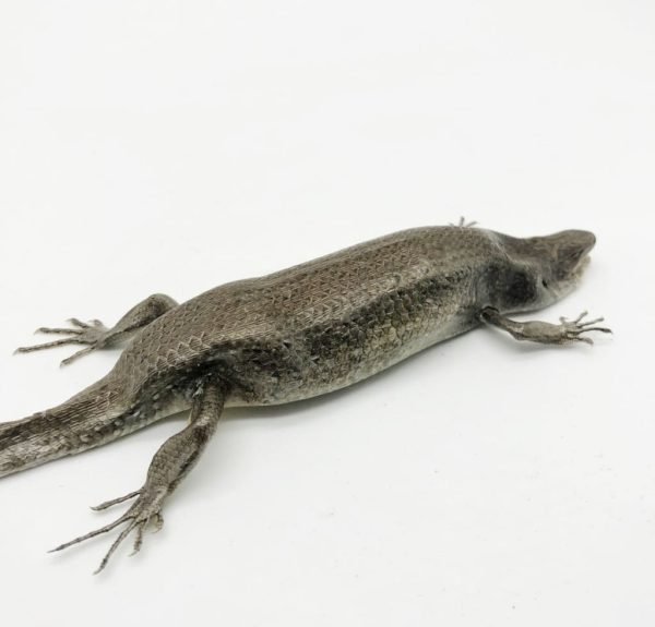 Many-striped Skink Eutropis multifasciata - TaxidermyArtistry Many-striped Skink Eutropis multifasciata - TaxidermyArtistry