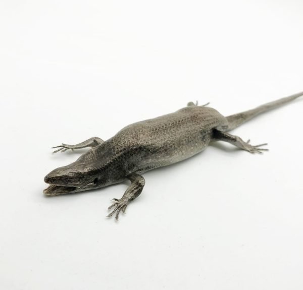 Many-striped Skink Eutropis multifasciata - TaxidermyArtistry Many-striped Skink Eutropis multifasciata - TaxidermyArtistry