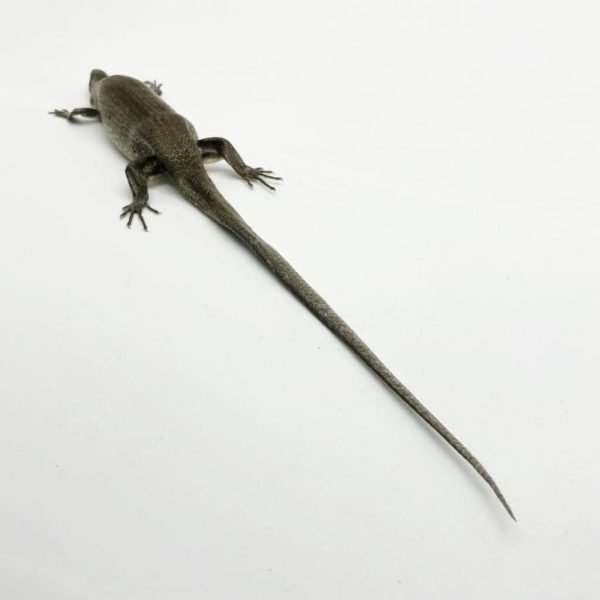 Many-striped Skink Eutropis multifasciata - TaxidermyArtistry Many-striped Skink Eutropis multifasciata - TaxidermyArtistry