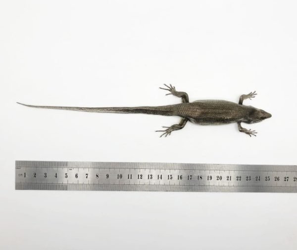 Many-striped Skink Eutropis multifasciata - TaxidermyArtistry Many-striped Skink Eutropis multifasciata - TaxidermyArtistry