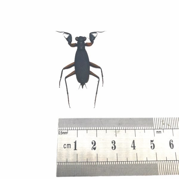 Matte Praying Mantis Insect Specimen (metallyticus violaceus) (F) - TaxidermyArtistry Matte Praying Mantis Insect Specimen (metallyticus violaceus) (F) - TaxidermyArtistry