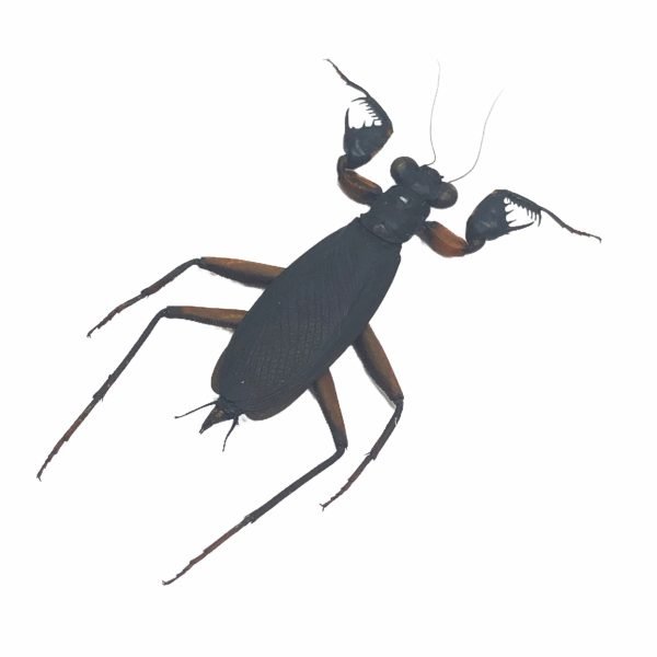 Matte Praying Mantis Insect Specimen (metallyticus violaceus) (F) - TaxidermyArtistry Matte Praying Mantis Insect Specimen (metallyticus violaceus) (F) - TaxidermyArtistry