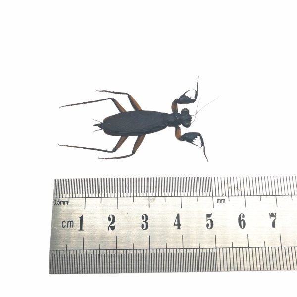 Matte Praying Mantis Insect Specimen (metallyticus violaceus) (F) - TaxidermyArtistry Matte Praying Mantis Insect Specimen (metallyticus violaceus) (F) - TaxidermyArtistry