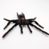 MEDIUM SPREAD Taxidermy Tarantula Spider Eurypelma spinicrus - TaxidermyArtistry
