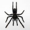 MEDIUM SPREAD Taxidermy Tarantula Spider Eurypelma spinicrus - TaxidermyArtistry