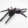 MEDIUM SPREAD Taxidermy Tarantula Spider Eurypelma spinicrus - TaxidermyArtistry