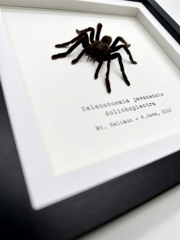Medium Tarantula Spider (Selonocosmia javanensis dolichoplectra) Framed Specimen - TaxidermyArtistry Medium Tarantula Spider (Selonocosmia javanensis dolichoplectra) Framed Specimen - TaxidermyArtistry