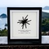 Medium Tarantula Spider (Selonocosmia javanensis dolichoplectra) Framed Specimen - TaxidermyArtistry Medium Tarantula Spider (Selonocosmia javanensis dolichoplectra) Framed Specimen - TaxidermyArtistry