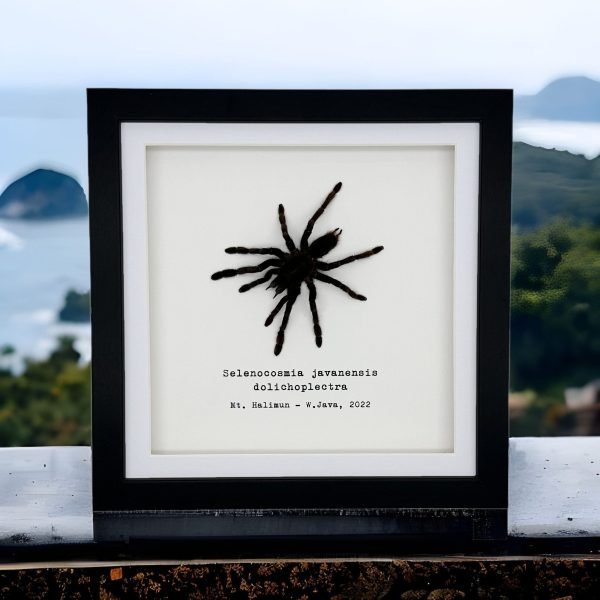 Medium Tarantula Spider (Selonocosmia javanensis dolichoplectra) Framed Specimen - TaxidermyArtistry Medium Tarantula Spider (Selonocosmia javanensis dolichoplectra) Framed Specimen - TaxidermyArtistry