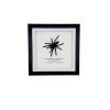 Medium Tarantula Spider (Selonocosmia javanensis dolichoplectra) Framed Specimen - TaxidermyArtistry Medium Tarantula Spider (Selonocosmia javanensis dolichoplectra) Framed Specimen - TaxidermyArtistry