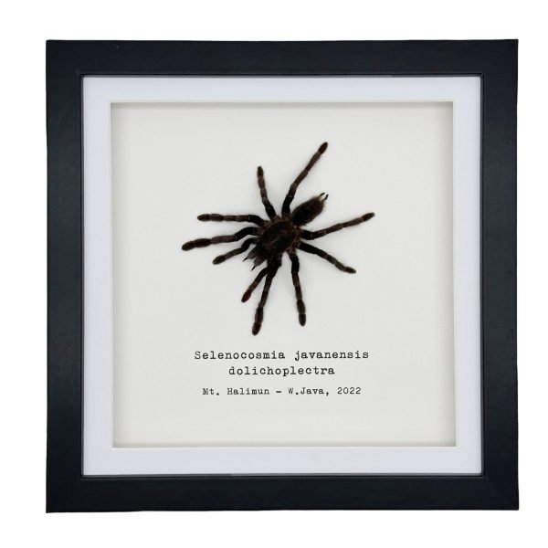 Medium Tarantula Spider (Selonocosmia javanensis dolichoplectra) Framed Specimen - TaxidermyArtistry Medium Tarantula Spider (Selonocosmia javanensis dolichoplectra) Framed Specimen - TaxidermyArtistry