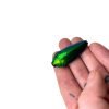 Metallic Bright Green Jewel Beetle (Callopistus castelnaudi) - TaxidermyArtistry