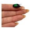 Metallic Green Black Scarab beetle (Dicheros modestus) - TaxidermyArtistry