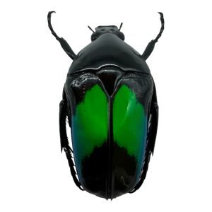 Metallic Green Black Scarab beetle (Dicheros modestus) - TaxidermyArtistry