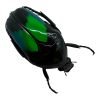 Metallic Green Black Scarab beetle (Dicheros modestus) - TaxidermyArtistry