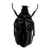 Metallic Green Black Scarab beetle (Dicheros modestus) - TaxidermyArtistry