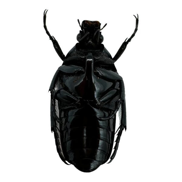 Metallic Green Black Scarab beetle (Dicheros modestus) - TaxidermyArtistry