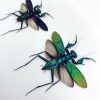 Metallic Praying Mantis Insect (Metallyticus Splendidus) (Pair) (Spread) - TaxidermyArtistry