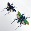 Metallic Praying Mantis Insect (Metallyticus Splendidus) (Pair) (Spread) - TaxidermyArtistry
