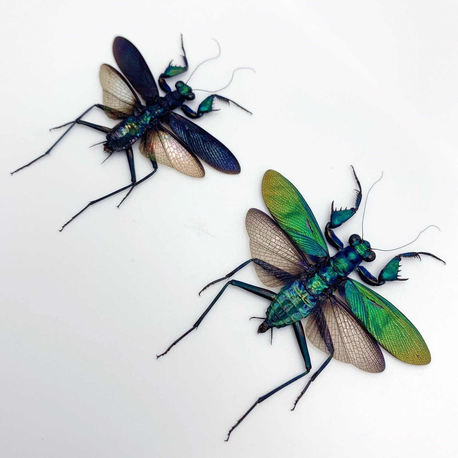 Metallic Praying Mantis Insect (Metallyticus Splendidus) (Pair) (Spread)