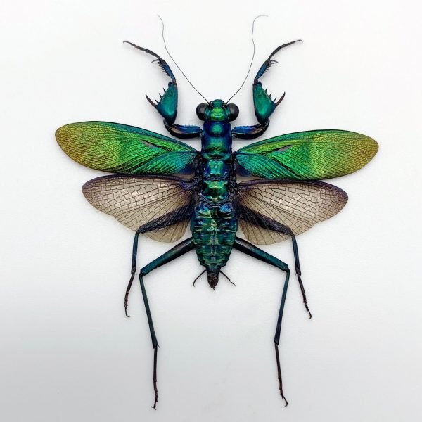 Metallic Praying Mantis Insect (Metallyticus Splendidus) (Pair) (Spread) - TaxidermyArtistry
