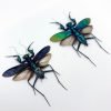 Metallic Praying Mantis Insect (Metallyticus Splendidus) (Pair) (Spread) - TaxidermyArtistry