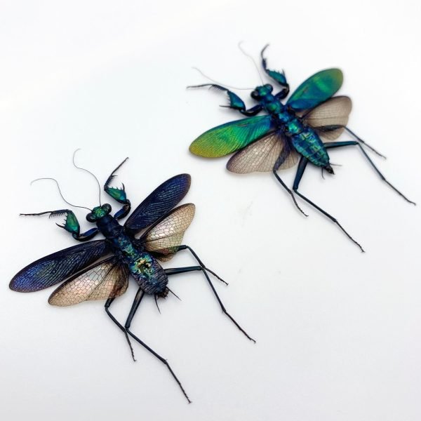 Metallic Praying Mantis Insect (Metallyticus Splendidus) (Pair) (Spread) - TaxidermyArtistry
