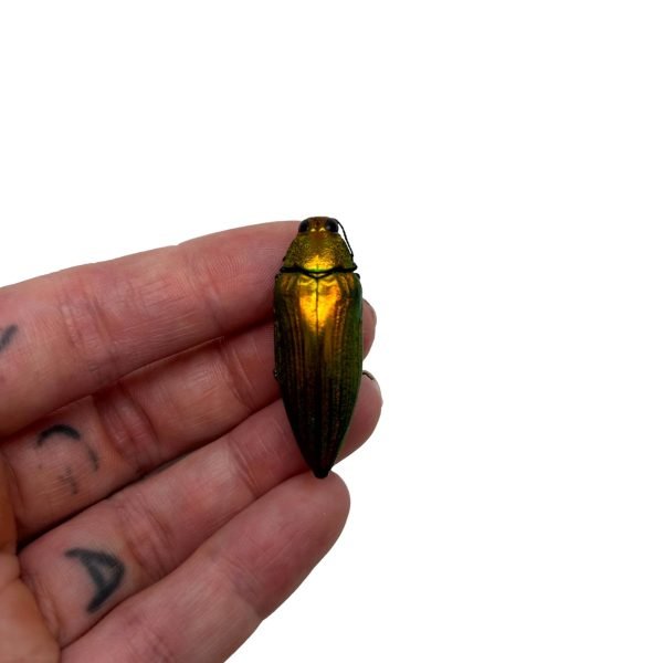 Metallic Purple Gold Jewel Beetle (Chrysodema purpureiventries) - TaxidermyArtistry