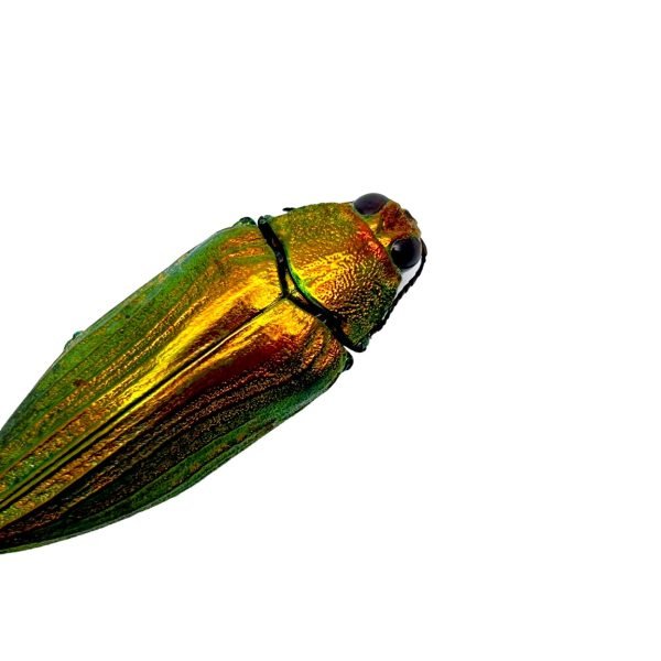 Metallic Purple Gold Jewel Beetle (Chrysodema purpureiventries) - TaxidermyArtistry