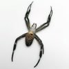 Mixed Garden Spider Specimen - TaxidermyArtistry Mixed Garden Spider Specimen - TaxidermyArtistry