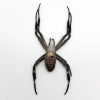 Mixed Garden Spider Specimen - TaxidermyArtistry Mixed Garden Spider Specimen - TaxidermyArtistry
