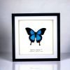 Mountain Blue Swallowtail (Papilio ulysses) Framed Specimen - TaxidermyArtistry Mountain Blue Swallowtail (Papilio ulysses) Framed Specimen - TaxidermyArtistry