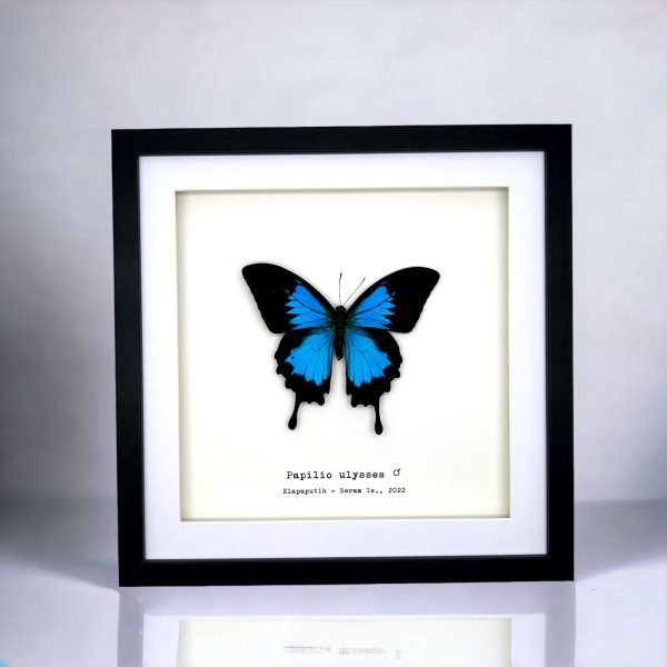 Mountain Blue Swallowtail (Papilio ulysses) Framed Specimen - TaxidermyArtistry Mountain Blue Swallowtail (Papilio ulysses) Framed Specimen - TaxidermyArtistry