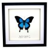 Mountain Blue Swallowtail (Papilio ulysses) Framed Specimen - TaxidermyArtistry Mountain Blue Swallowtail (Papilio ulysses) Framed Specimen - TaxidermyArtistry