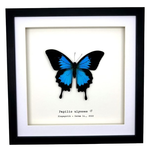 Mountain Blue Swallowtail (Papilio ulysses) Framed Specimen - TaxidermyArtistry Mountain Blue Swallowtail (Papilio ulysses) Framed Specimen - TaxidermyArtistry