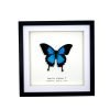 Mountain Blue Swallowtail (Papilio ulysses) Framed Specimen - TaxidermyArtistry Mountain Blue Swallowtail (Papilio ulysses) Framed Specimen - TaxidermyArtistry